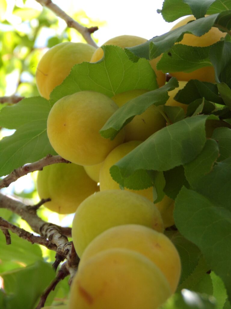 Damascos en arbol
