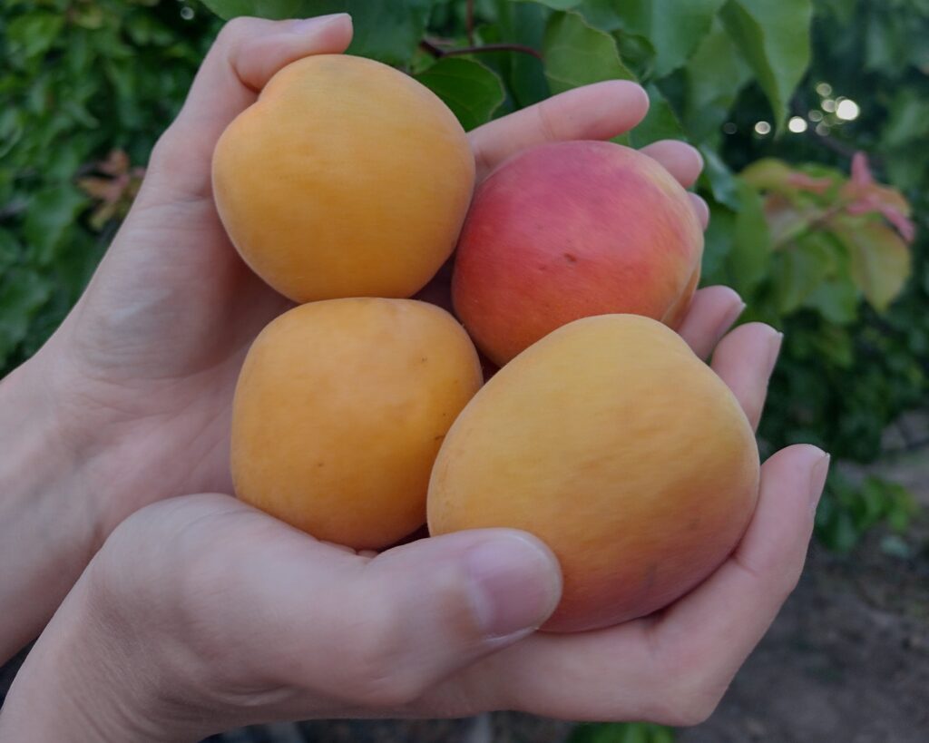 Mujer sosteniendo Damascos